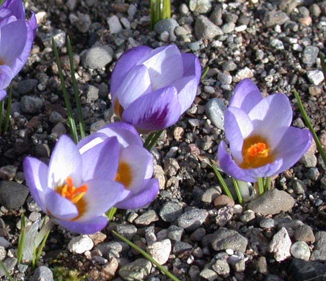 Crocus biflorus subsp. pulchricolor North American Rock Garden Society